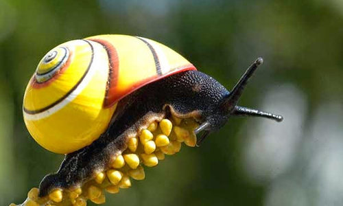 El índice de endemismo en Cuba es especialmente alto entre las plantas y la fauna de vertebrados, informaron en esta capital especialistas de la Agencia de Medio Ambiente (AMA).