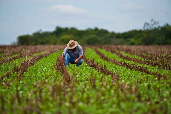 Más de 30 mil toneladas de alimentos cosechó de enero a la fecha la empresa de cultivos varios La Cuba, de Ciego de Ávila, no obstante las restricciones de fuentes de distribución hídrica cerradas para proteger el manto freático. Más de 30 mil toneladas de alimentos cosechó de enero a la fecha la empresa de cultivos varios La Cuba, de Ciego de Ávila, no obstante las restricciones de fuentes de distribución hídrica cerradas para proteger el manto freático.