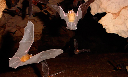 Expertos del Proyecto Cubabat para la conservación de los murciélagos y su hábitat, realizaron con éxito el primer levantamiento de la quiropterofauna en la Sierra de Bibanasí, paraje de valor ecológico situado en esta región de la cubana provincia de Matanzas.