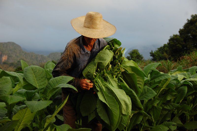  Cuban tobacco growers do not give up their goals in the current season