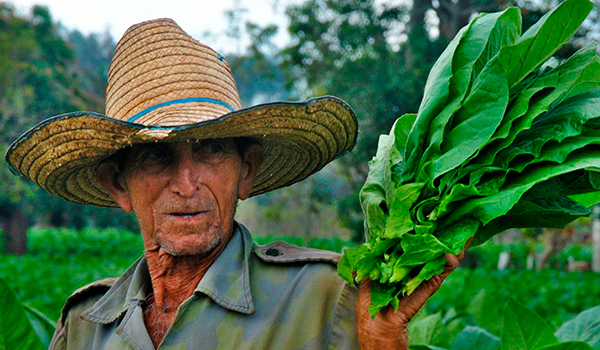 tabaco-campesino