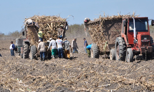 Drought Affecting the Future Sugar Cane Harvest