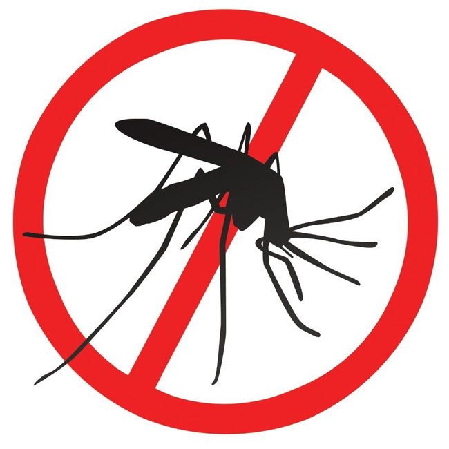 1012-Aedes-Aegipty.jpg