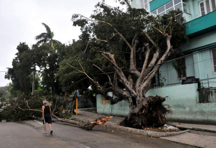 1024-arbol-caido-irma.jpg