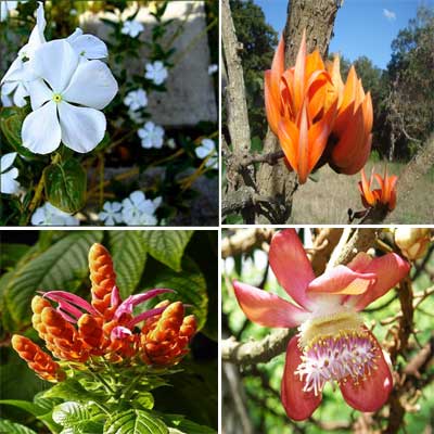 1031-flores-jardin-botanico-cfg.jpg