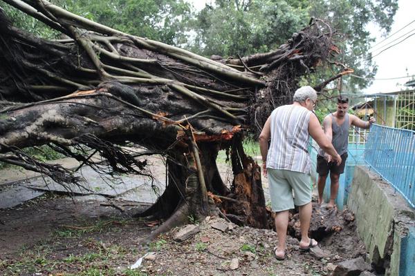 Los vientos de tormenta tropical del huracán Irma que azotaron durante toda la noche y madrugada, el sureste de la capital, provocaron la caída de árboles y del tendido eléctrico en algunas zonas del municipio de Cotorro, en la Habana, Cuba, el 10 de septiembre de 2017. ACN FOTO/Jorge LEGAÑOA ALONSO