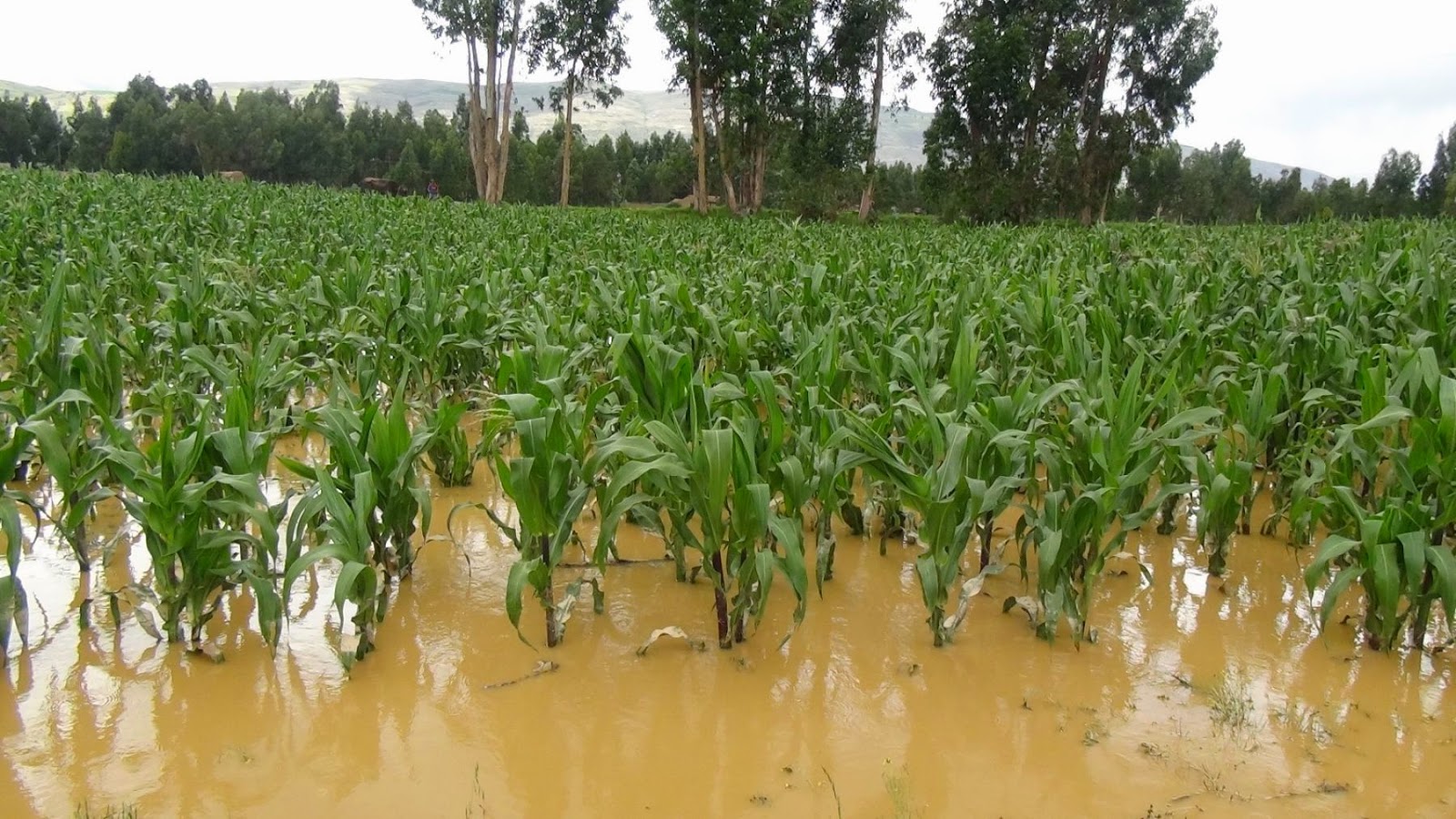 inundacon-canaveral.jpg. Foto Internet