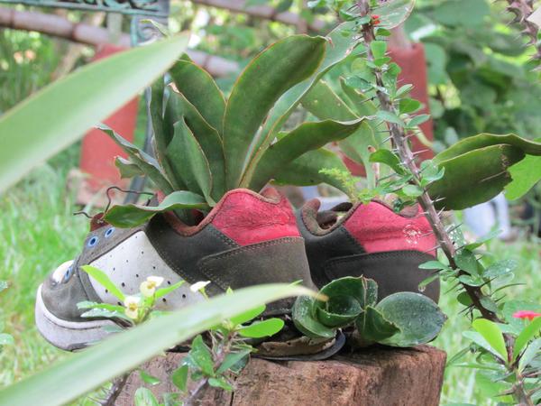 En la permacultura las plantas crecen en objetos insospechados como zapatos, tenis, desechos convertidos en ornamentos, en El Jobero, de Cumanayagua, en Cienfuegos, el 14 de septiembre de 2017 ACN FOTO/ YULIET SÁEZ