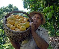 mangos-caney.jpg