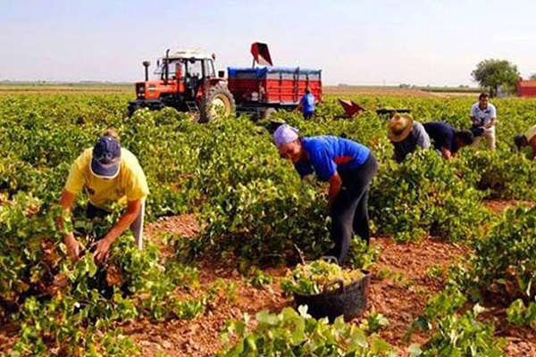 Resultado de imagen para site:www.acn.cu producción agricola