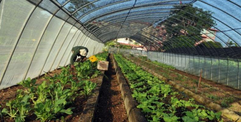Agricultura sostenible local Agricultura sostenible local