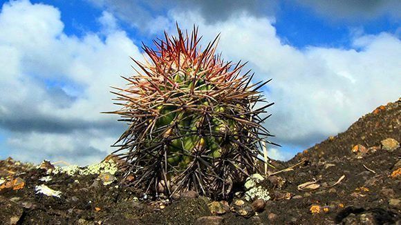 Melocactus guitartti, una cactácea endémica de la región central de Cuba en peligro crítico Melocactus guitartti, una cactácea endémica de la región central de Cuba en peligro crítico