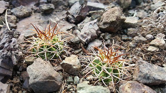 Melocactus guitartti, una cactácea endémica de la región central de Cuba en peligro crítico Melocactus guitartti, una cactácea endémica de la región central de Cuba en peligro crítico