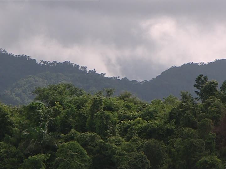 0601-selvas-lluvias-.jpg