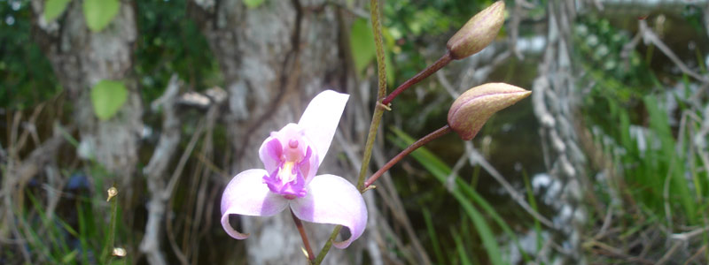 Orquideas Orquideas