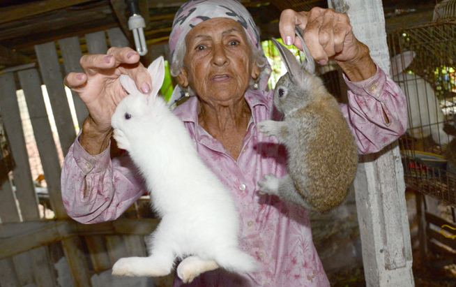 Un requisito indispensable en la cría de conejos es la higiene y cuidado de los animalitos. 