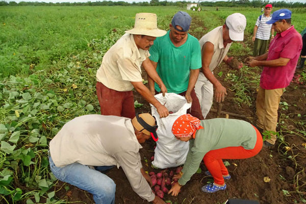 Resultado de imagen para siembras, viandas, frijoles,acn