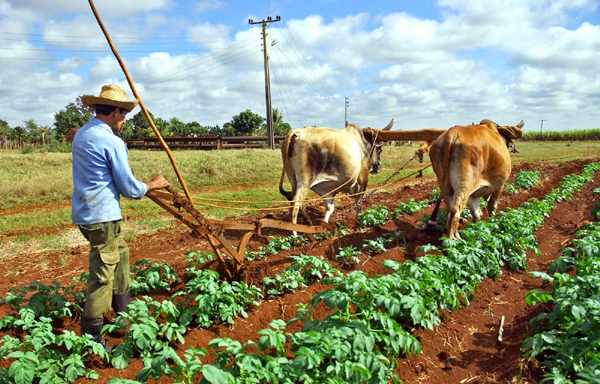 Campesino Campesino