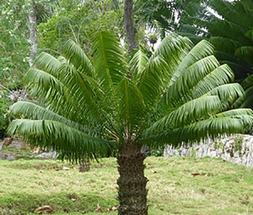 0531-Microcycas-calocoma3.jpg