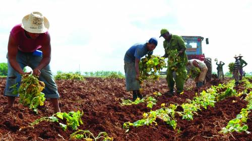 Resultado de imagen para site:www.acn.cu Agrosistemas cuba