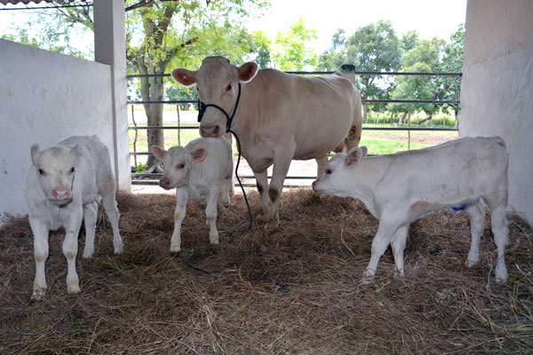 Tres crías y la ejemplar donante de la raza bovina Charolais, obtenidas mediante el procedimiento de trasplante de embriones, en la Empresa de Genética y Cría Manuel Fajardo, en el municipio de Jiguaní, provincia de Granma, Cuba, 3 de octubre de 2018. ACN FOTO/Armando Ernesto CONTRERAS TAMAYO Tres crías y la ejemplar donante de la raza bovina Charolais, obtenidas mediante el procedimiento de trasplante de embriones, en la Empresa de Genética y Cría Manuel Fajardo, en el municipio de Jiguaní, provincia de Granma, Cuba, 3 de octubre de 2018. ACN FOTO/Armando Ernesto CONTRERAS TAMAYO