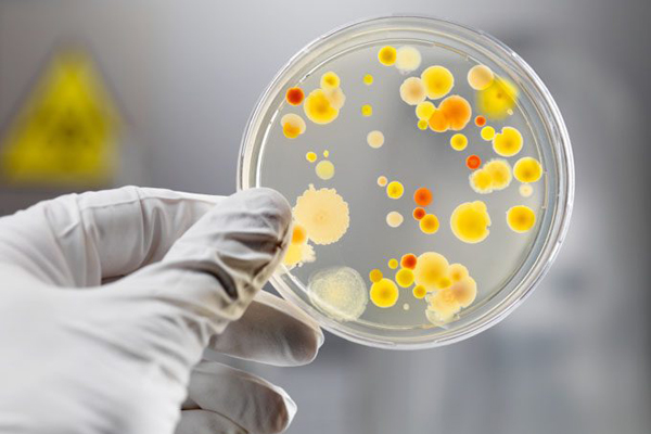 1017-microbiologia.jpg