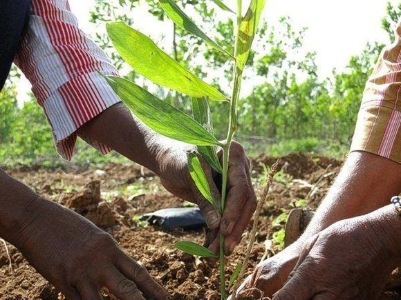 La siembra de árboles frutales como elemento natural que impide el arrastre de la tierra constituye alternativa para campesinos en el municipio villaclareño de Quemado de Güines, una práctica agroecológica que les permite intercalar otros cultivos y aumentar, en consecuencia, las producciones. La siembra de árboles frutales como elemento natural que impide el arrastre de la tierra constituye alternativa para campesinos en el municipio villaclareño de Quemado de Güines, una práctica agroecológica que les permite intercalar otros cultivos y aumentar, en consecuencia, las producciones.
