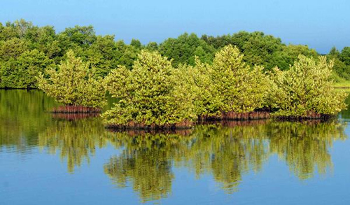 0425-bosque-manglares.jpg