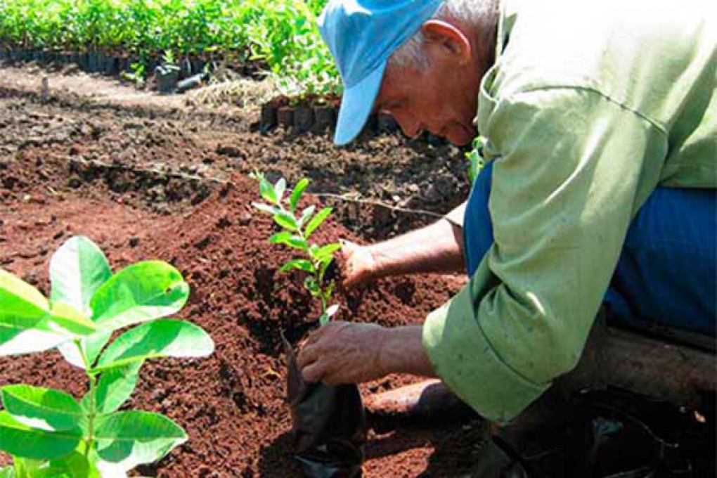 0808-reforestacion.jpg