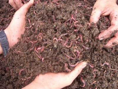 0822-biofertilizante.jpg