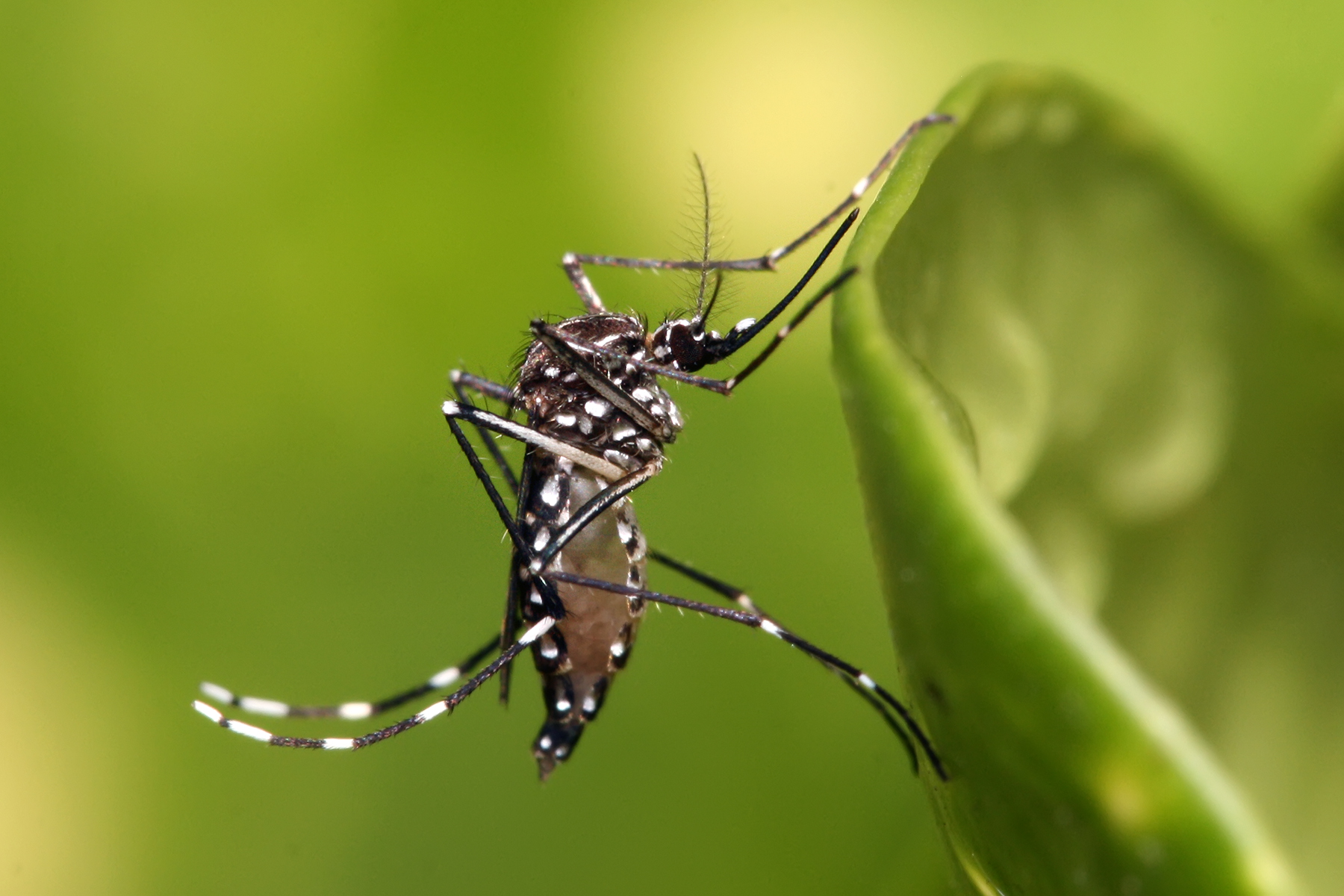 0829-Aedes_aegypti.jpg