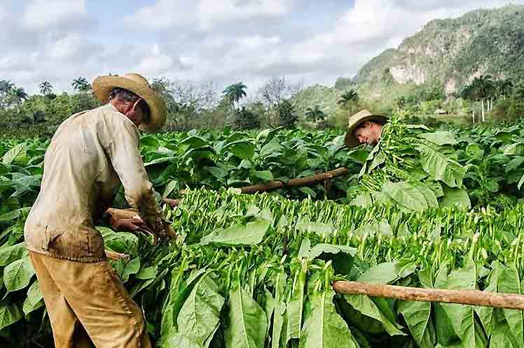 0102-Tabaco.jpg
