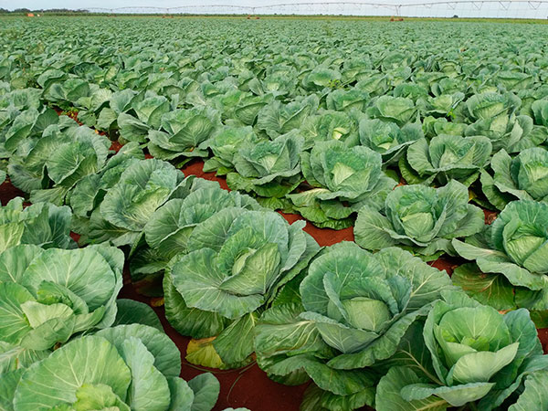 0127-Plantacion-coles.jpg
