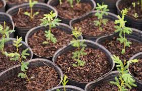 0602-plantas-ciencia.jpg