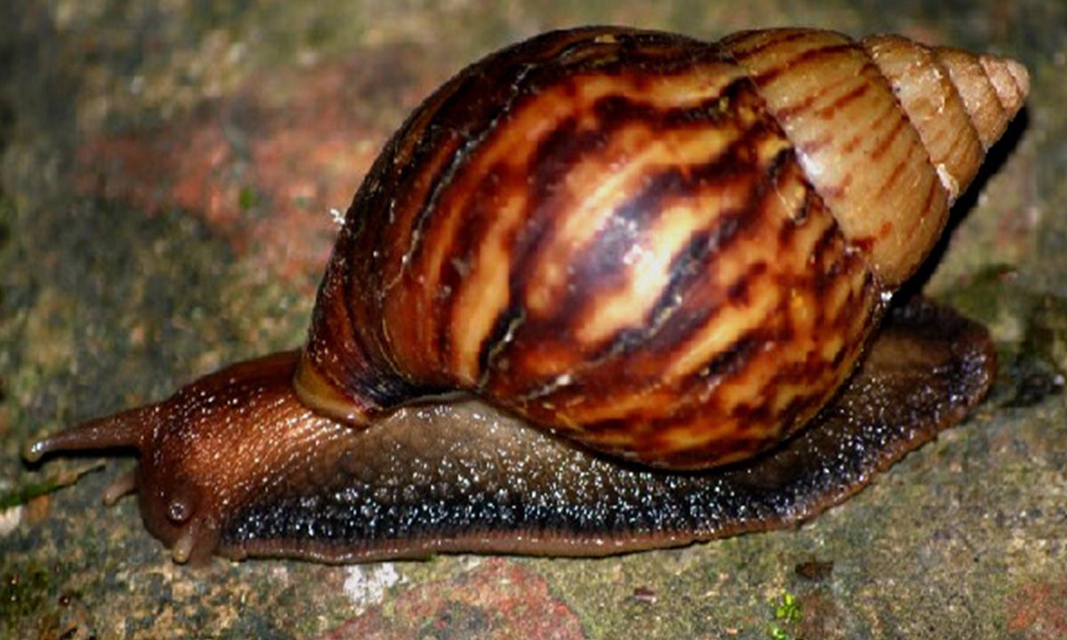 Resultado de imagen para caracol site:www.acn.cu