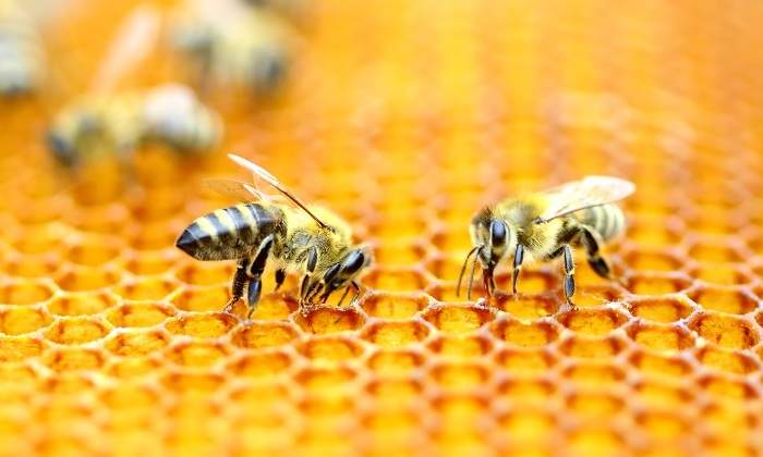 0609-Abejas_2.jpg