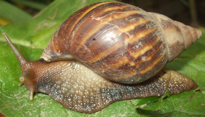 0620-caracol-africano.jpg