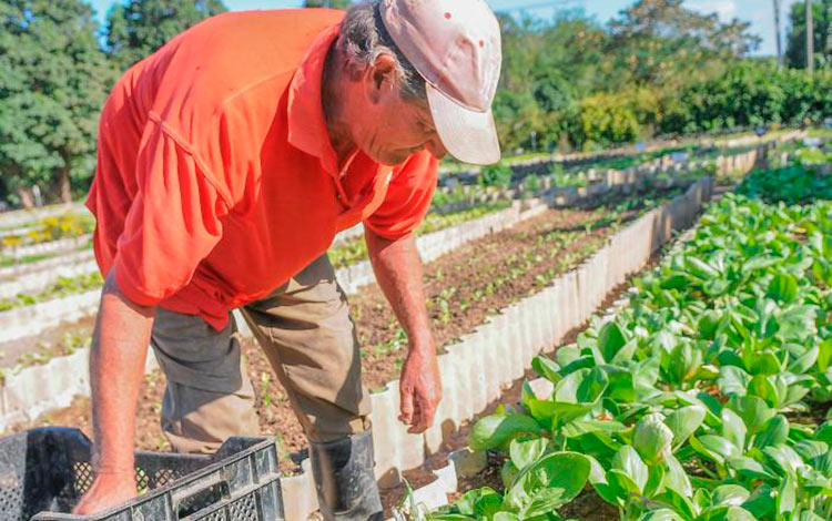 0704-agricultura-urbana2.jpg