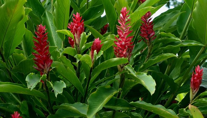 0704-alpinia-roja.jpg