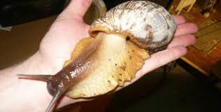 0710-caracol-gigante-africano.jpg
