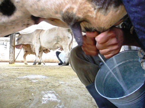 0710-leche.jpg