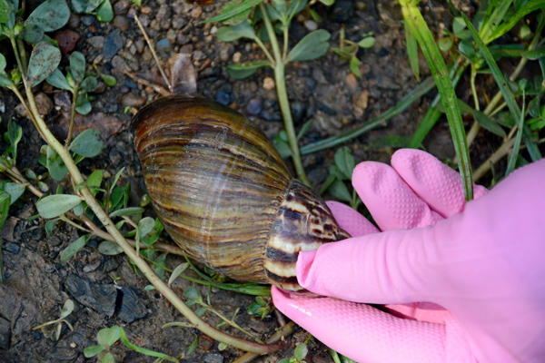 0824-caracol-africano02.jpg