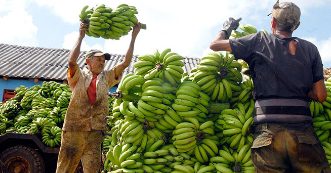0313-Platano.jpg