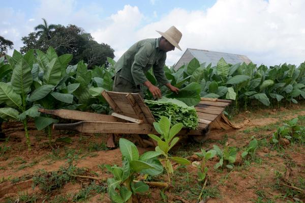 La provincia de Pinar del Río, la mayor productora de tabaco en Cuba, avanza en la recolección de la actual cosecha, que resulta promisoria de acuerdo con el estado de las plantaciones y de la materia prima existente en las casas de cura natural. La provincia de Pinar del Río, la mayor productora de tabaco en Cuba, avanza en la recolección de la actual cosecha, que resulta promisoria de acuerdo con el estado de las plantaciones y de la materia prima existente en las casas de cura natural.