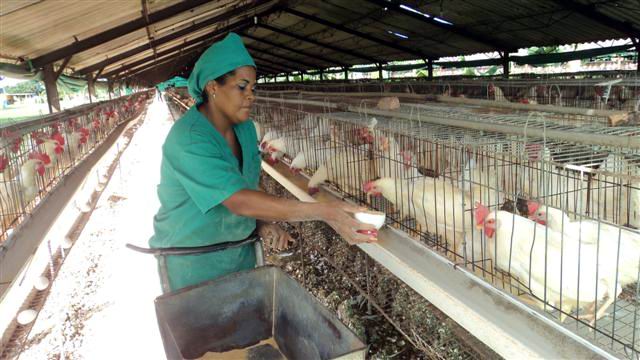 0521-Producción de pollo.jpg