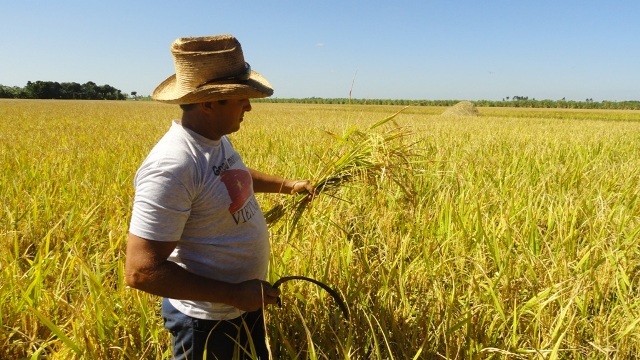 0529-arroz-mayabeque.jpg