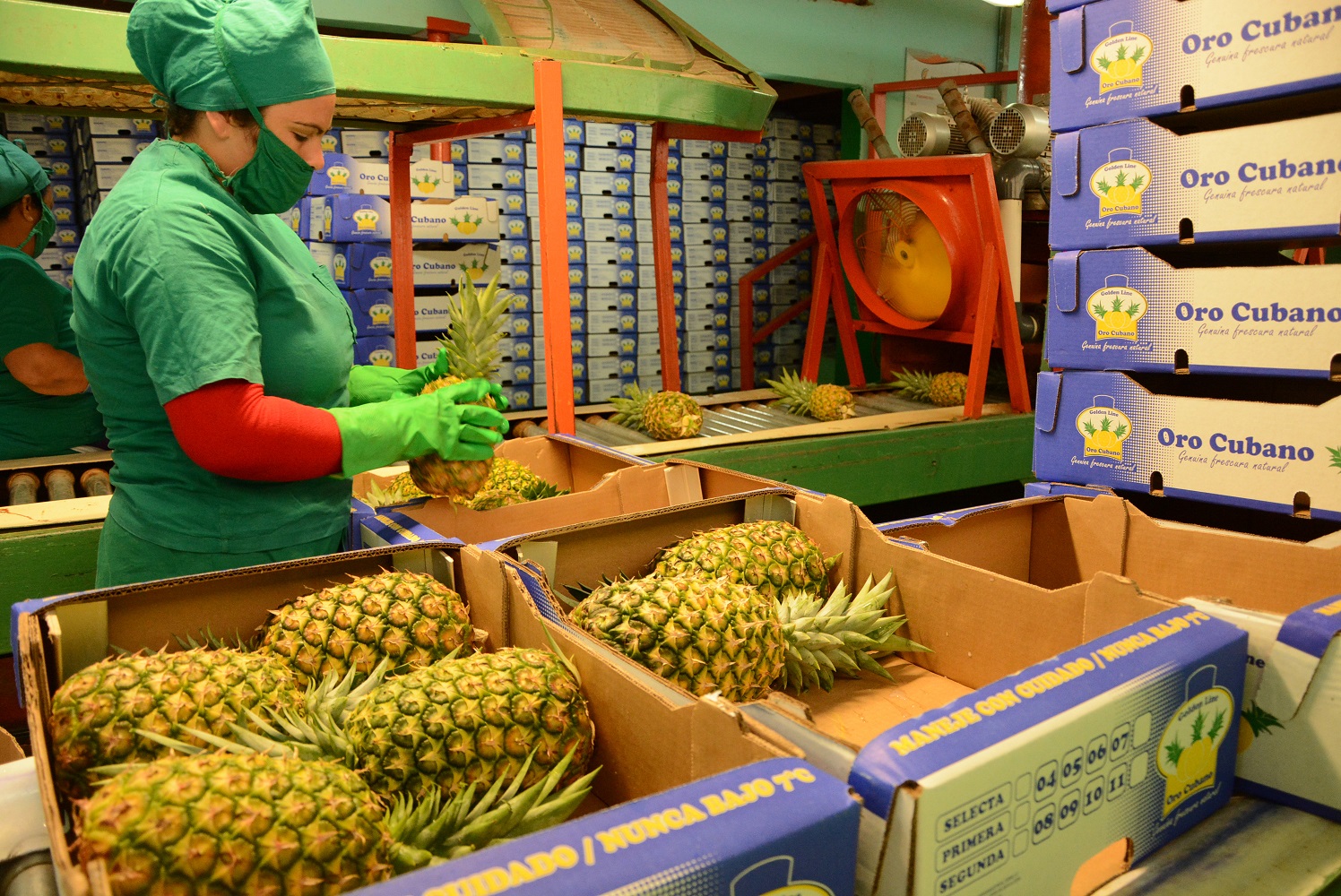 1113-procesadora-piña1.jpg