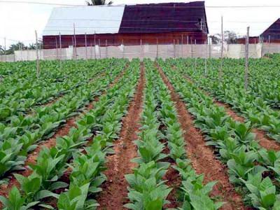 1010-tabaco-artemisa.jpg