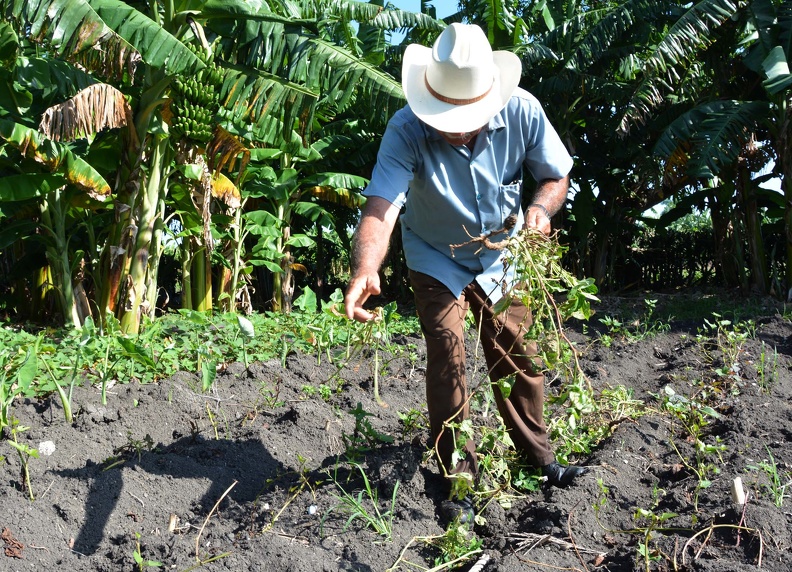 Campesino fomenta prácticas agroecológicas, para lograr productos sanos y de calidad, a partir del control biológico y la utilización de sobrantes de cosechas y materias orgánicas, en el municipio Sagua la Grande, en Villa Clara, Cuba, el 12 de septiembre de 2019. ACN FOTO/ Arelys María ECHEVARRÍA RODRÍGUEZ 0916-campesinos-villa-clara4.jpg