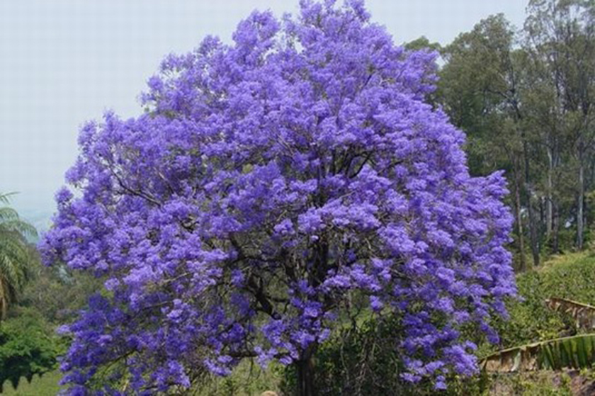 0-16-framboyan-azul.jpg